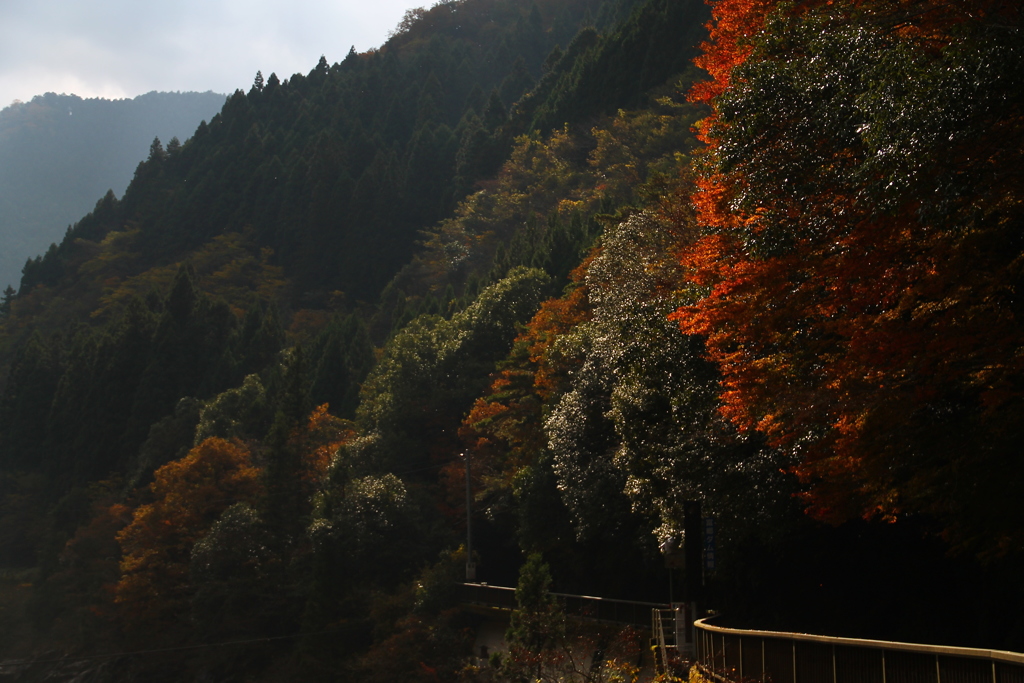 紅葉の渓谷