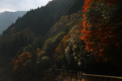 紅葉の渓谷