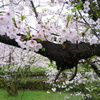 朝桜1