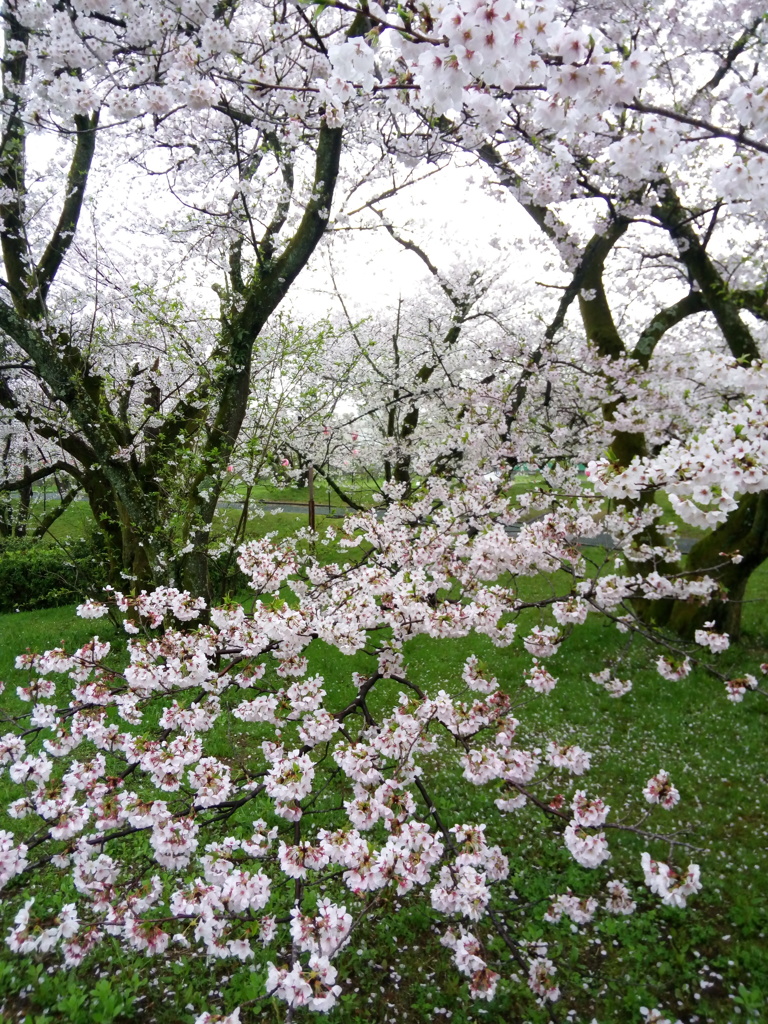 朝桜2