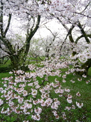 朝桜2