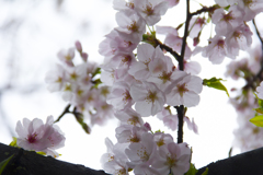 曇り空の桜1