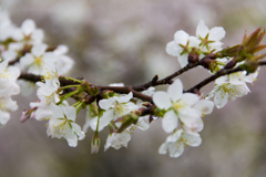 曇り空の桜3