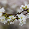 曇り空の桜3