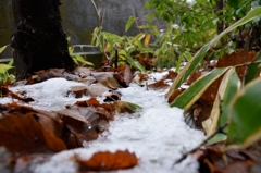 雪化粧