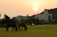 夕焼けと馬