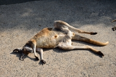 カンガルー