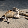 カンガルー