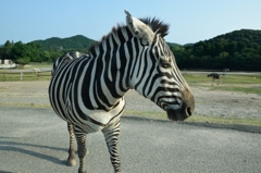 シマウマ