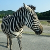 シマウマ