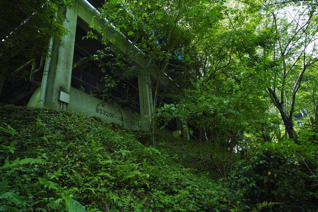 霧の森