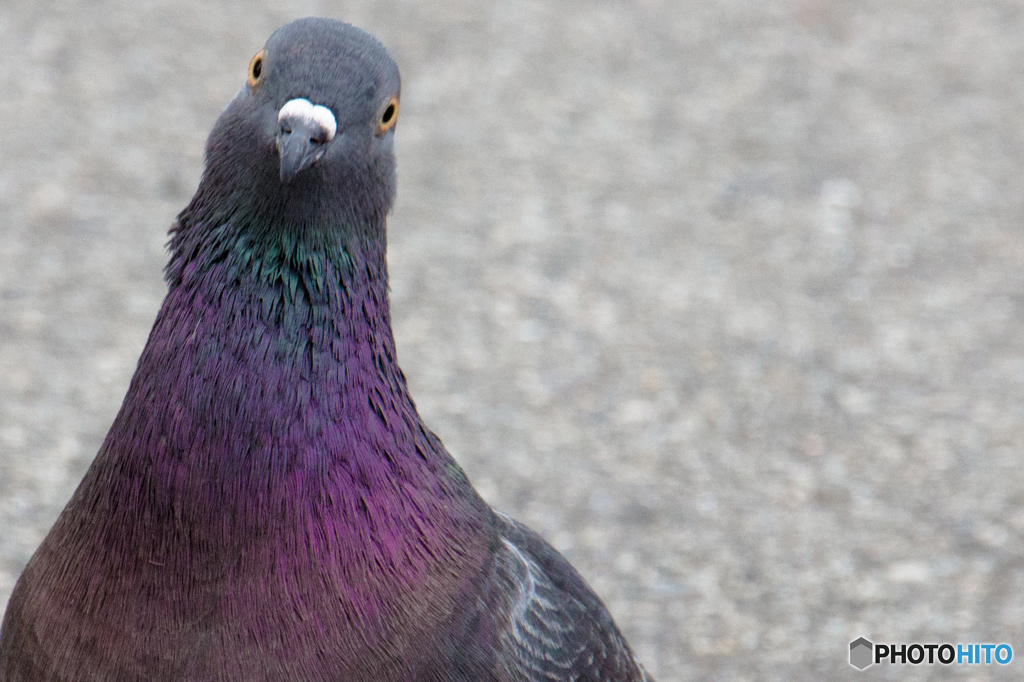 鳩ぽっぽ