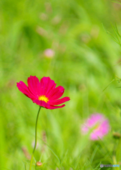 お花