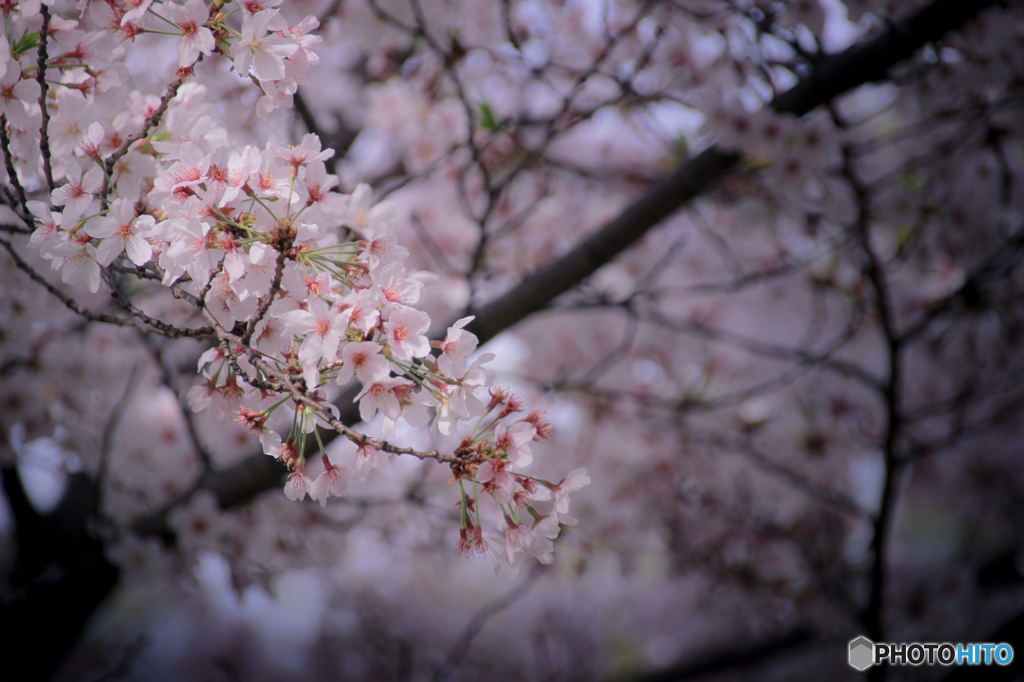 桜