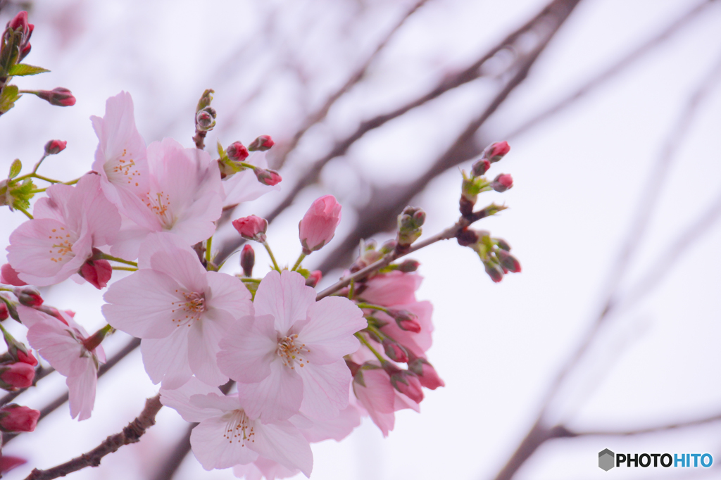 桜