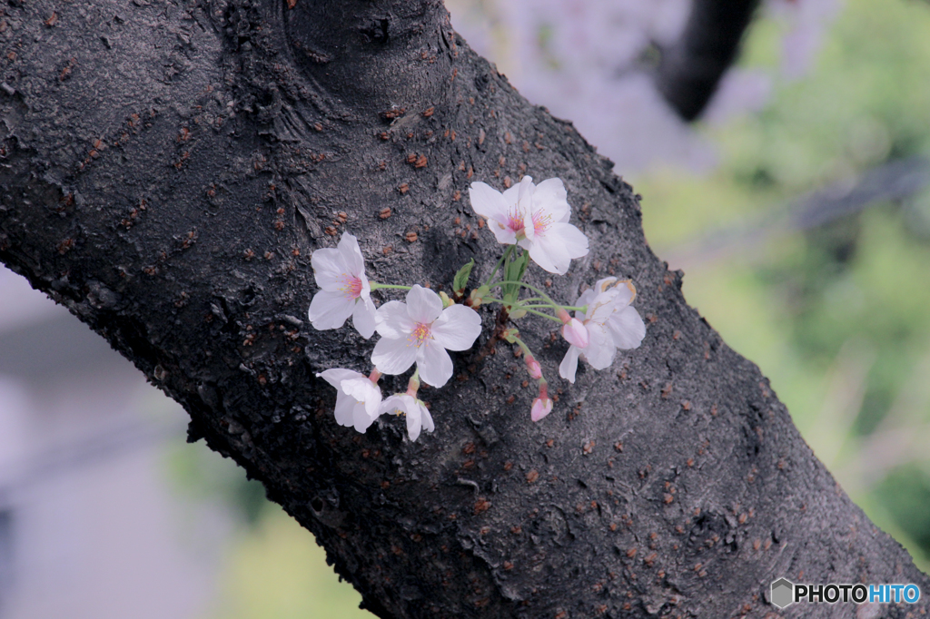 桜
