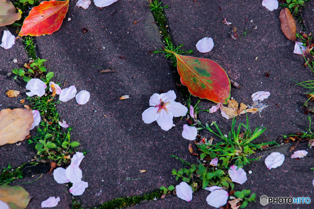 桜