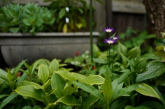 紫と揺らぐ緑 ひき画