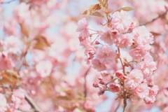 2025 八重桜