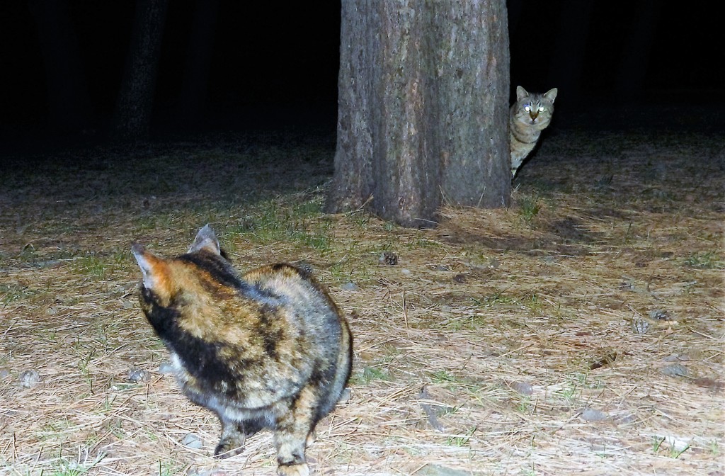 ストーカー猫