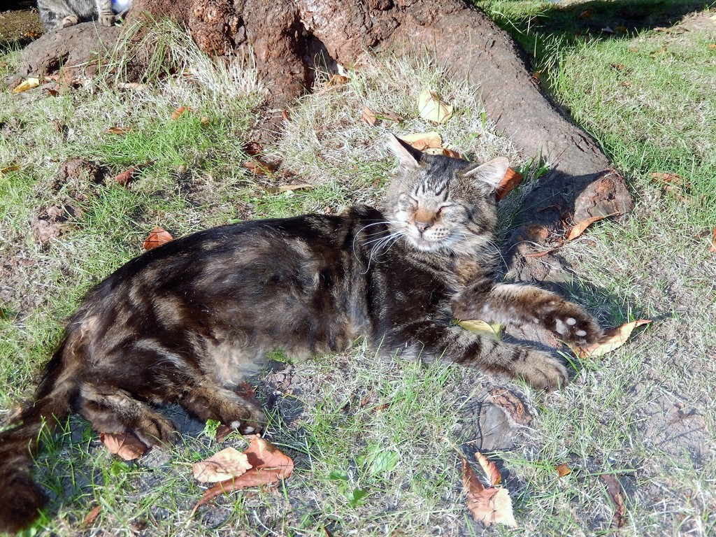 まぶしいニャー