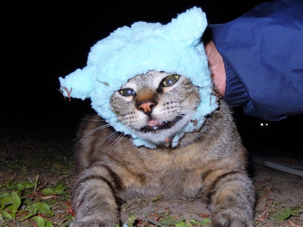 無理やり羊猫２