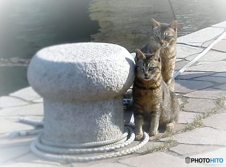港の兄弟猫