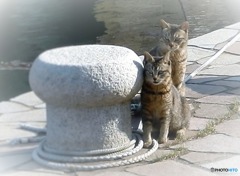 港の兄弟猫