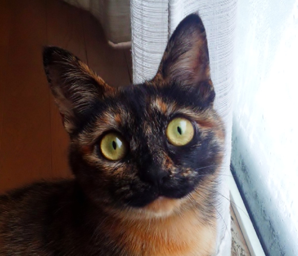 里子に出した子