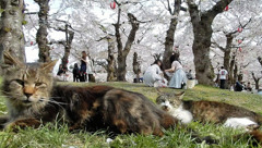 猫と桜と花見客