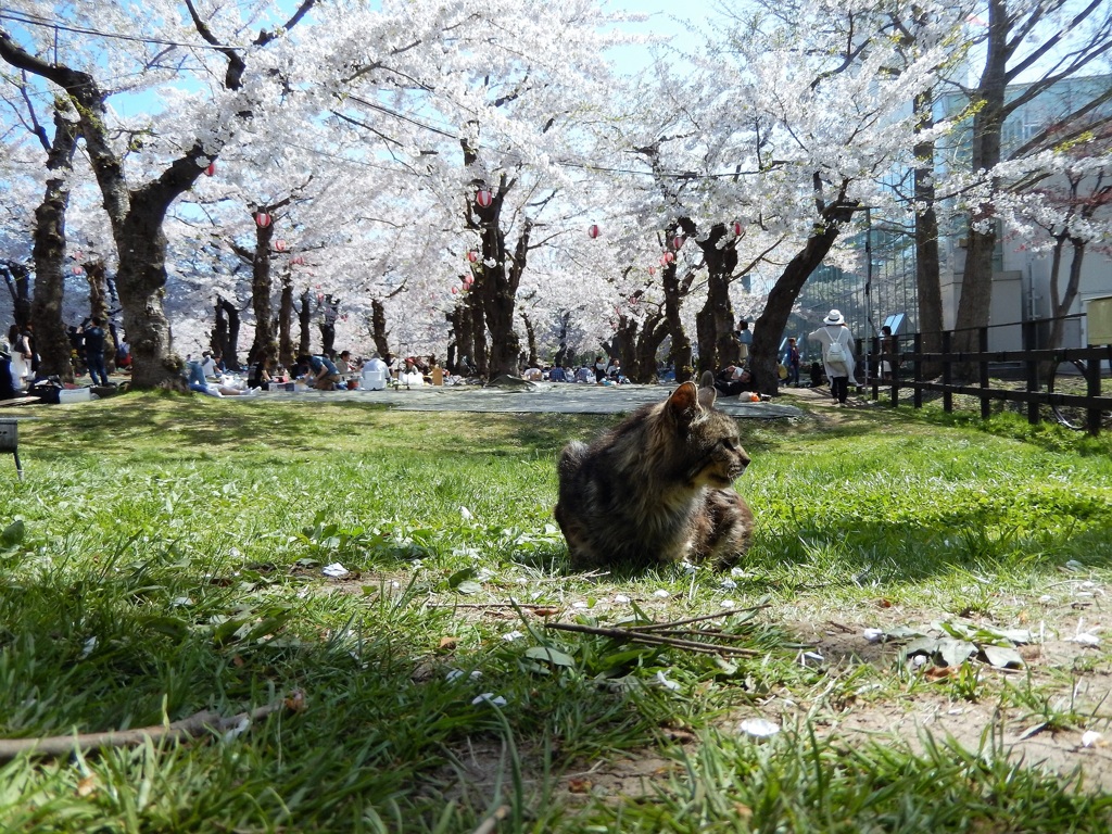 今が満開です。