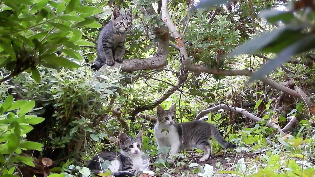 公園猫３兄弟