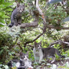 公園猫３兄弟