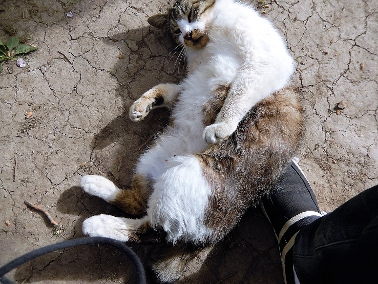  通行を妨げる輩