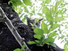 かわいい公園猫のチョビ君