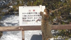 餌やり禁止！看板への抵抗