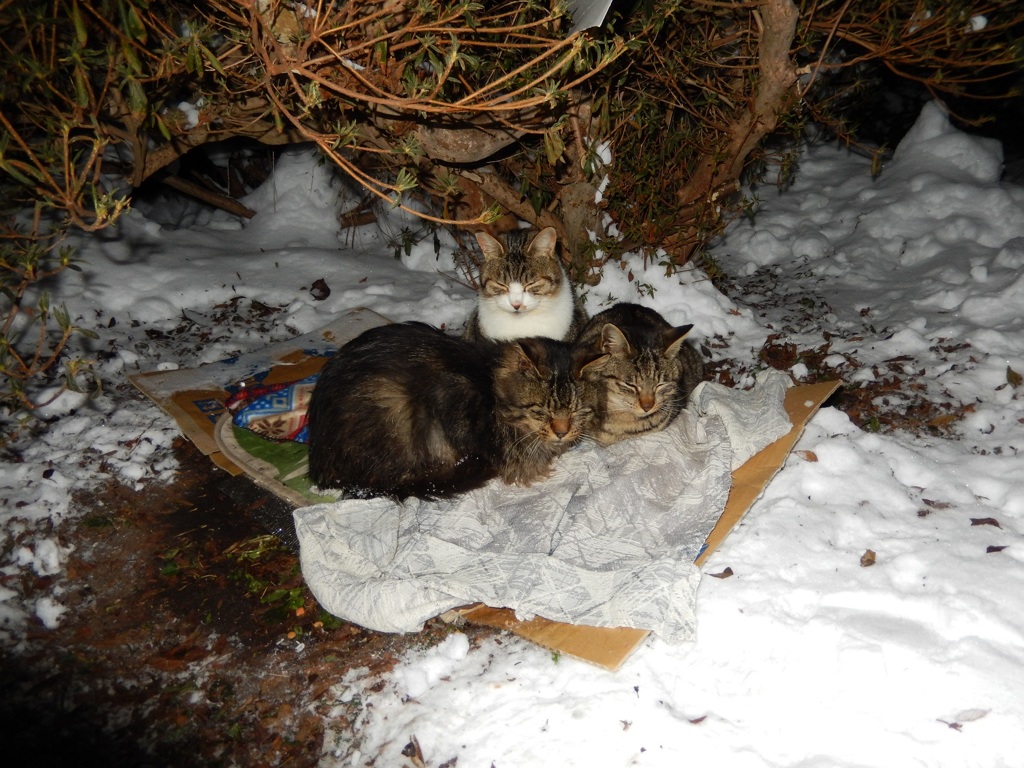 春を待つ猫達