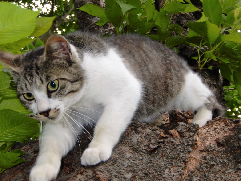 チョビ君　木から降りる