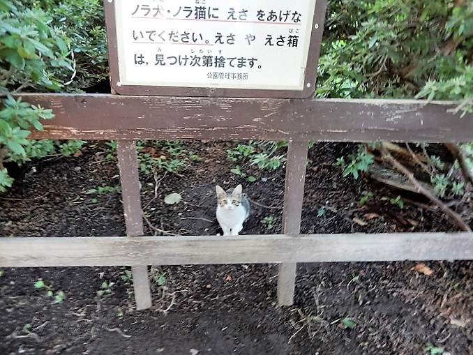 御飯待ち