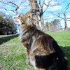 そろそろ桜だニャ～～