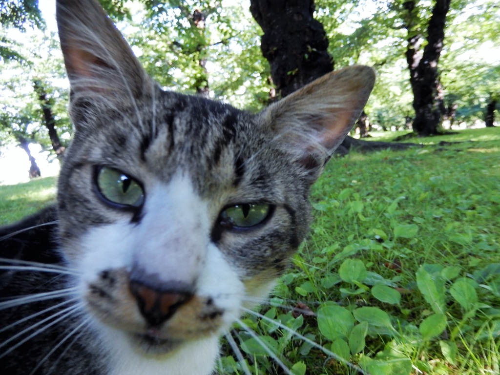 そうです。私が猫です。！