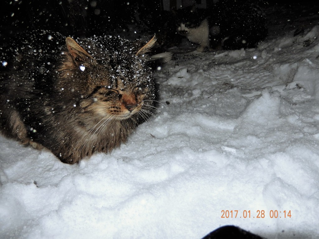 春はまだかニャ・・・
