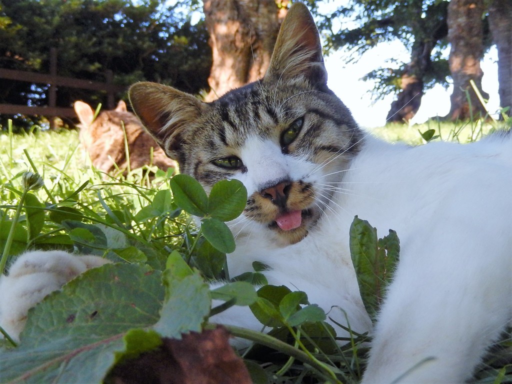 ベロだし猫と後方にぼやけた猫