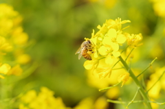 蜜蜂