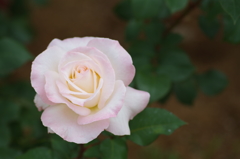 清楚な薔薇