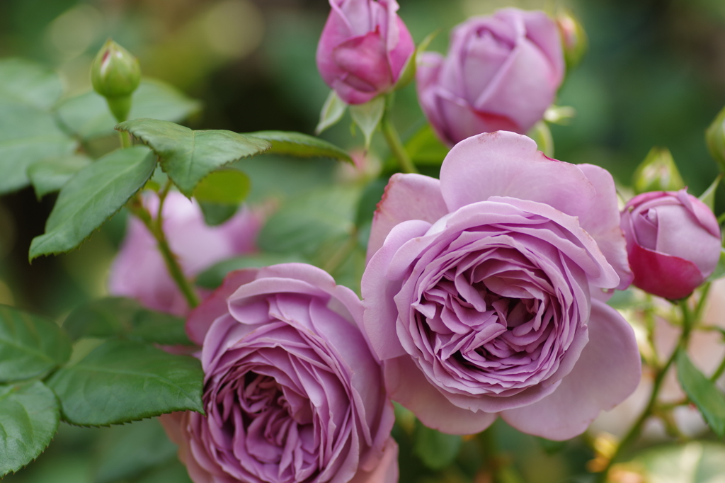紫の薔薇