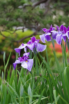 花菖蒲