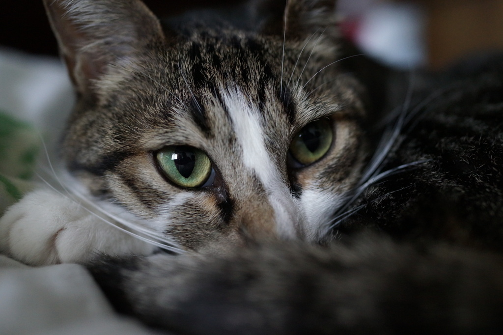 愛猫