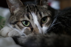 愛猫