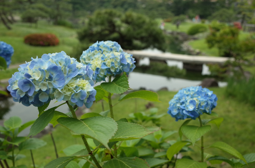 紫陽花のある風景